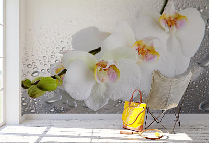 Fototapeta Spa orchidea
